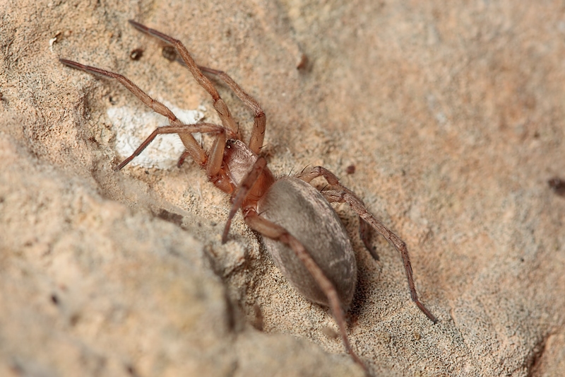 Filistata insidiatrix; Drassodes sp. - Malta